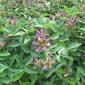 ecosystem/flora/Slender Flemingia(Flemingia gracilis#2)?