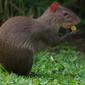 Agouti