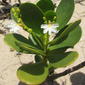 Scaevola plumieri - the plant