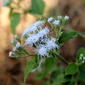 ecosystem/flora/Devilweed(Chromolaena odorata)#1