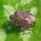 Sloe Bug       -          Dolycoris baccarum