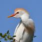 Cattle Egret