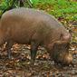 Bearded Pig (Sus barbatus)