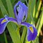 Prairie Iris (Iris hexagona)