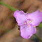 Florida Scrub Roseling (Callisia ornata formerly Cuthbertia ornata)