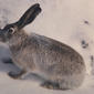 White-tailed jackrabbit