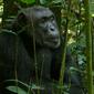 Eastern Chimpanzee Pan troglodytes schweinfurthii