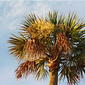 Cabbage Palm (Sabal palmetto)