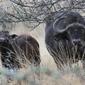 Syncerus caffer caffer (African Bufffalo, Savanna Buffalo)