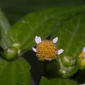 Galinsoga parviflora CME906-C29F