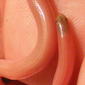 Typhlopidae>Ramphotyphlops grypus Long-beaked blind snake b0017