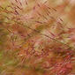 Hairyawn Muhly (Muhlenbergia capillaris)