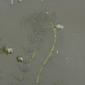 Hydrilla verticillata (L. f.) Royle