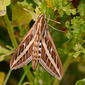 White-lined Sphinx (Hyles lineata)