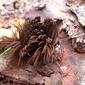 STEMONITIS sp.