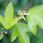 Corkystem Passionflower (Passiflora suberosa)