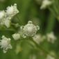 Parthenium hysterophorus