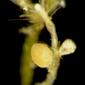 Cordylophora caspia - male gonophore