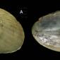 <em>Arcuatula senhousia </em>(Benson in Cantor, 1842) </b><br>Specimen from La Goulette, Tunisia among algae, 31 03 2009), actual size 10 mm.