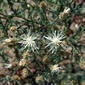 File:Centaurea diffusa 1211085.jpg