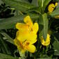 File:Ludwigia grandiflora saint-mathurin-sur-loire 49 10082007 5.JPG