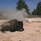 File:Image-American bison rests at hot spring in yellowstone national park 1.jpg