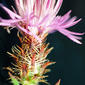 File:Centaurea diffusa 1459254.jpg