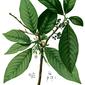 File:Lauraceae sp Blanco2.360-cropped.jpg