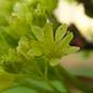File:Acer platanoides flower kz.jpg