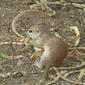 File:Ground squirrel mesquite.jpg