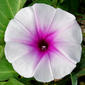 File:Ipomoea aquatica (Marsh Glory) flower W2 IMG 0405.jpg