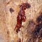 File:Kino oozing from a small fissure on a Eucalyptus cladocalyx.jpg