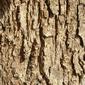 File:Casuarina cunninghamiana trunk bark01.jpg