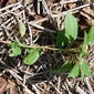 File:Starr 070111-3294 Euphorbia heterophylla.jpg
