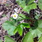 File:Fragaria vesca May Norway.jpg