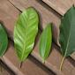 File:Four leaves of Lauraceae.JPG