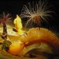 File:Orange Sea Pen Monterey Bay Aquarium.jpg