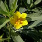 File:Ludwigia grandiflora saint-mathurin-sur-loire 49 10082007 4.JPG