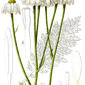 File:Chrysanthemum corymbosum Sturm48.jpg