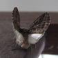 File:Noctuidae-Spodoptera littoralis-31.jpg