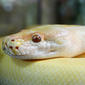 File:Albino Patternless Burmese Python (3325890710).jpg