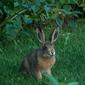 File:European hare Lepus europaeus C H8373.jpg
