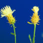 File:Centaurea diffusa 1459257.jpg