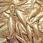 File:Black Sea sprat (Clupeonella cultriventris) - 1.jpg