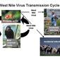 File:West Nile virus transmission cycle.jpg