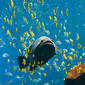 File:Georgia Aquarium - Giant Grouper edit2.jpg