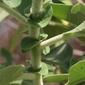 File:Solanum mauritianum small leaves.jpg