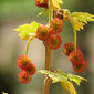 File:Platanus orientalis flowers Izmir.jpg