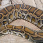 File:Python molurus bivittatus (1).jpg