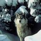 File:Canis lupus standing in snow.jpg